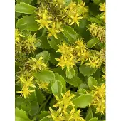 Brandless 6x Muurpeper, Vetkruid - Sedum kamtschaticum | 9x9 cm pot