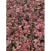GRDplanten 6x Vetkruid - Sedum 'Sunsparkler Firecracker' | 9x9 cm pot