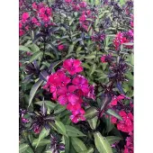 GRDplanten 6x Vlambloem - Phlox paniculata 'Starfire' | 9x9 cm pot