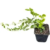 GRDplanten 12 x Vinca minor 'Aureovariegata' - Goudgekleurde kleine altijdgroene plant - Pot 9 cm x 9 cm