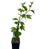 GRDplanten Passievrucht - Passiflora edulis | 50-60 cm pot