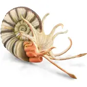 Collecta Figurine - Pleuroceras Ammoniet - (Xl) - Prehistorie - Handgeschilderd - Miniatuur