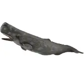 Collecta Walvis (soort: casalot) - figuurtje van een dier