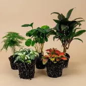 Urbanjngl Terrariumplantenpakket Coffea Arabica - 5 planten - Koffieplant - Palm - Asperges - 2x Fittonia