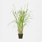 Loberon Decoratieve rietplant Clarisa