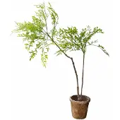 Loberon Decoratieve potplant, 2e keuze Avenelle