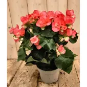Warentuin Collection Begonia dubbelbloemig roze kamerplant