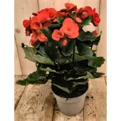 Warentuin Collection Begonia dubbelbloemig rood kamerplant