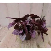 Warentuin Collection 2 stuks! Bladbegonia rood Viridi kamerplant