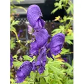 GRDplanten 6x Monnikskap - Aconitum napellus | 9x9 cm pot