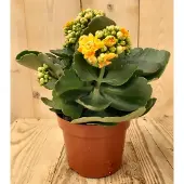 Warentuin Collection 2 stuks! Kalanchoe Oranje/Geel