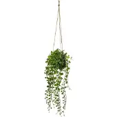 Atmosphera 38 Cm Deco Green Herbal Collection Artificial Plant Goud