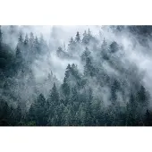 Karo-art 416cm X 290cm - Fotobehang - Mistig bos, premium print, inclusief behanglijm