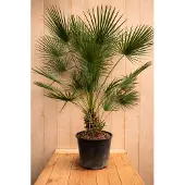 Warentuin Collection Europese dwergpalm chamaerops humilis 170 cm