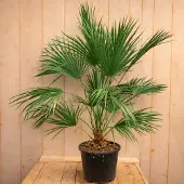 Warentuin Collection Europese dwergpalm chamaerops humilis 120 cm