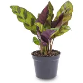 Urbanjngl Calathea Lancifolia - Pauwenplant - Terrarium plant