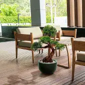 Maxifleur Kunstplanten Ming Aralia Bonsai kunstboom op voet 90cm - groen - UV bestendig