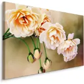 Karo-art Schilderij - Bloeiende Rozen en knoppen, Roze, Premium Print