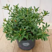 Warentuin Collection Bloombux Rhododendron Micranthum 25 cm roze bloem