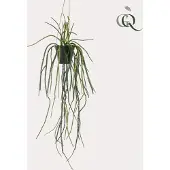 Green Boutiq Kunstplant - Rhypsalis - Koraalcactus - 85 cm