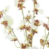 Erutan avon - Oncidium orchid spray cream 93 cm