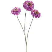 Erutan avon - Zinnia elegans spray purple 60 cm
