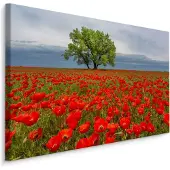 Karo-art Schilderij - Klaprozen veld, premium print