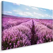 Karo-art Schilderij - Bloeiend Lavendel Veld, Paars/blauw, Premium Print