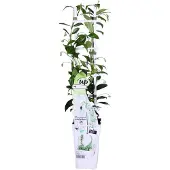 Hello Plants Trachelospermum Star of Venice Witte Sterjasmijn - Klimplant - Ø 15 cm - Hoogte: 65 cm
