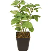 Viana Munt in Pot Kunstmatige Kruiden Groene Plant H24cm