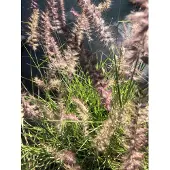 Brandless 6x Lampepoetser - Pennisetum Orientale 'Karley Rose' | 9x9 cm pot