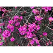 Brandless 6x Engels Gras - Armeria maritima 'Rubrifolia' | 9x9 cm pot