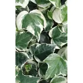 GRDplanten Hedera alg. 'Gloire de Marengo' - Klimop 50-60 cm | pot