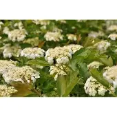 GRDplanten Viburnum op. 'Compactum' - Gelderse Roos 40- 50 cm in pot