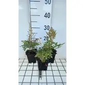 GRDplanten 6x Prachtspirea - Astilbe (a) 'Bumalda' | 9x9 cm pot