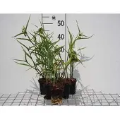 GRDplanten 6x Eendagsbloem - Tradescantia (a) 'Innocence' | 9x9 cm pot