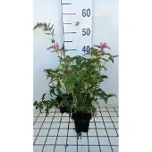GRDplanten 6x Prachtspirea - Astilbe (a) 'Bressingham Beauty' | 9x9 cm pot