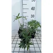 GRDplanten 6x Lupine - Lupinus hybr. 'Minarette' | 9x9 cm pot
