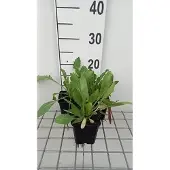 GRDplanten 6x Kokardebloem - Gaillardia 'Maxima Aurea' | 9x9 cm pot