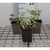 GRDplanten 6x Ridderspoor - Delphinium (b) 'Bellamosum' | 9x9 cm pot