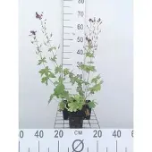 GRDplanten 6x Ooievaarsbek - Geranium phaeum | 9x9 cm pot