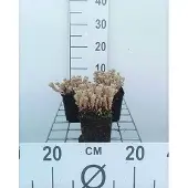 GRDplanten 6x Sedum lydium