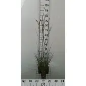 GRDplanten 6x Ruwe smele - Deschampsia cesp. 'Goldschleier' | 9x9 cm pot