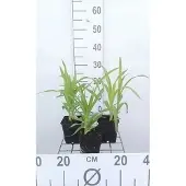 GRDplanten 6x Daglelie - Hemerocallis hybr. 'Rajah' | 9x9 cm pot