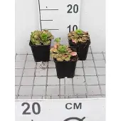 GRDplanten 6x Steenbreek - Saxifraga urbium 'Variegata' | 9x9 cm pot