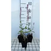 GRDplanten 6x Struiksalie - Salvia nem. 'Amethyst' | 9x9 cm pot