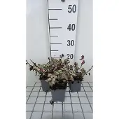 GRDplanten 6x Dovenetel - Lamium mac. 'Red Nancy' | 9x9 cm pot