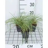 GRDplanten 6x Blauw zwenkgras - Festuca mairei | 9x9 cm pot
