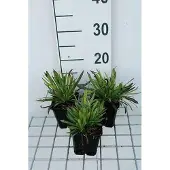 GRDplanten 6x Koekoeksbloem - Lychnis visc. 'Plena' | 9x9 cm pot
