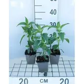 GRDplanten 6x Bergamotplant - Monarda hybr. 'Beauty of Cobham' | 9x9 cm pot